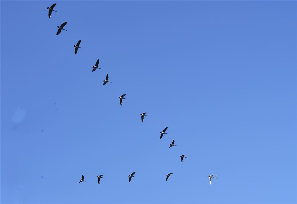 North Park's resident mute swan leads 'V' formation of Canada